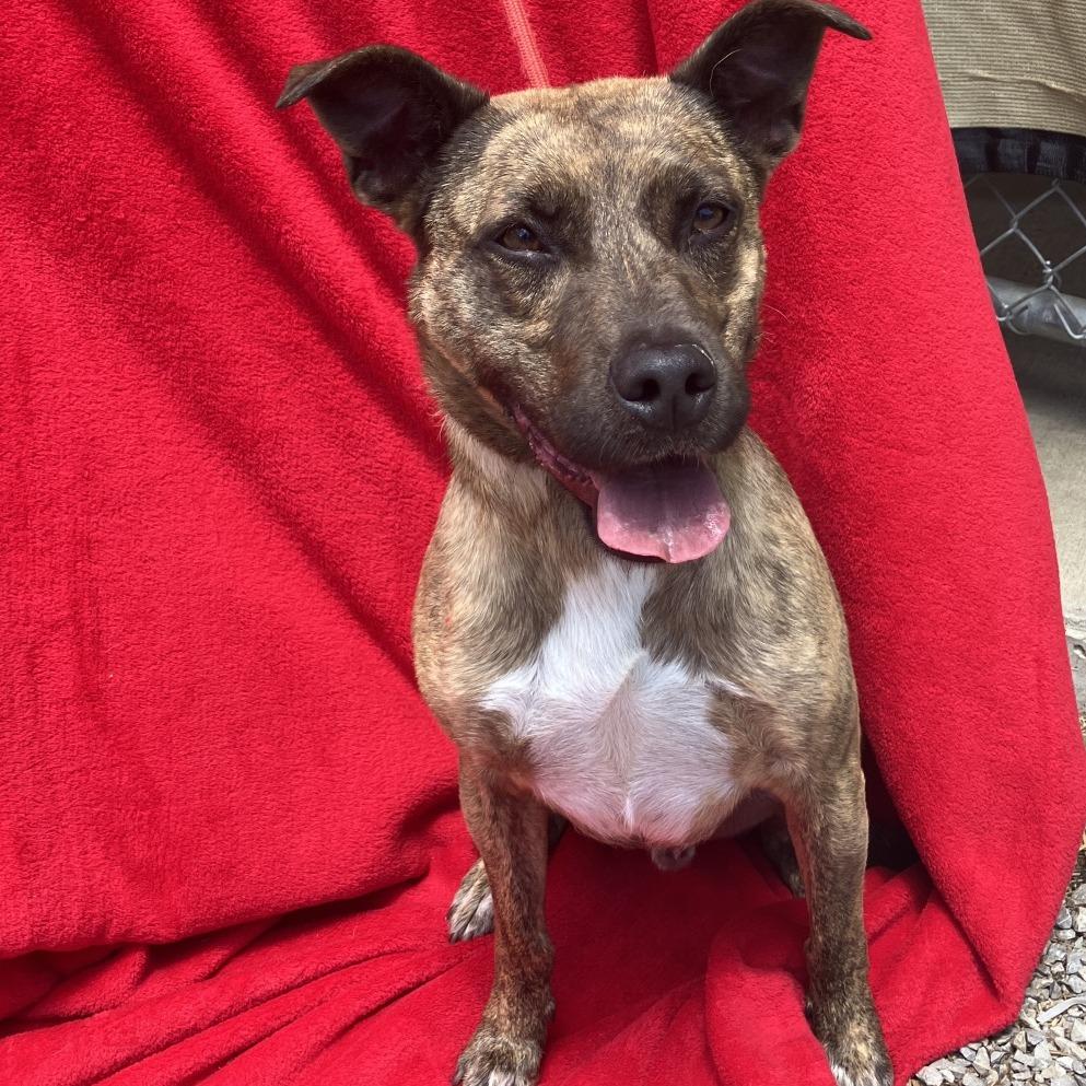 Chitlin, a Adoptable mixed breed in Pulaski, TN image 1/6