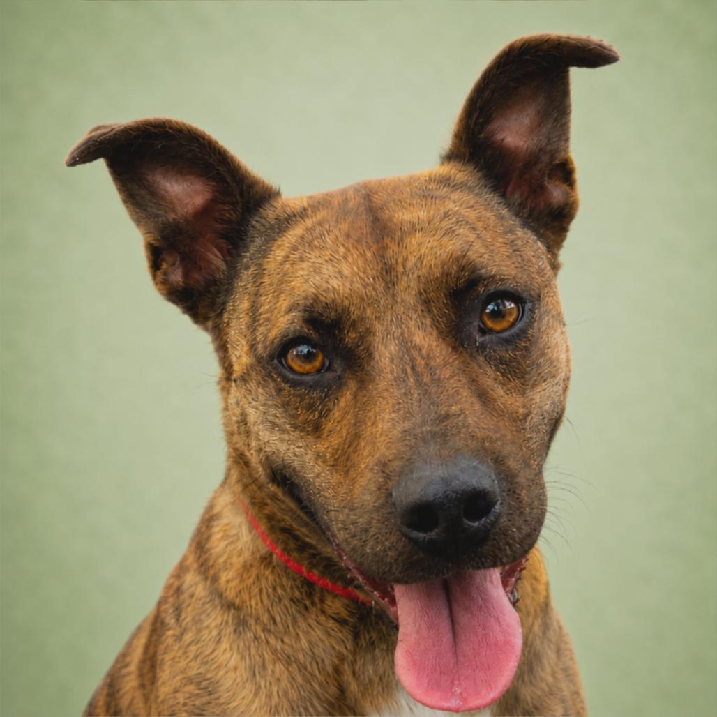 Chitlin, a Adoptable mixed breed in Pulaski, TN image 3/6