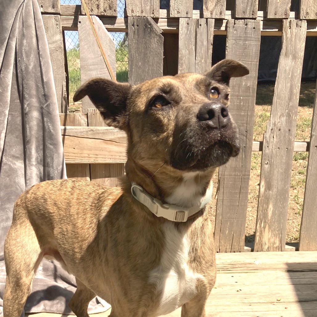 Chitlin, a Adoptable mixed breed in Pulaski, TN image 2/6