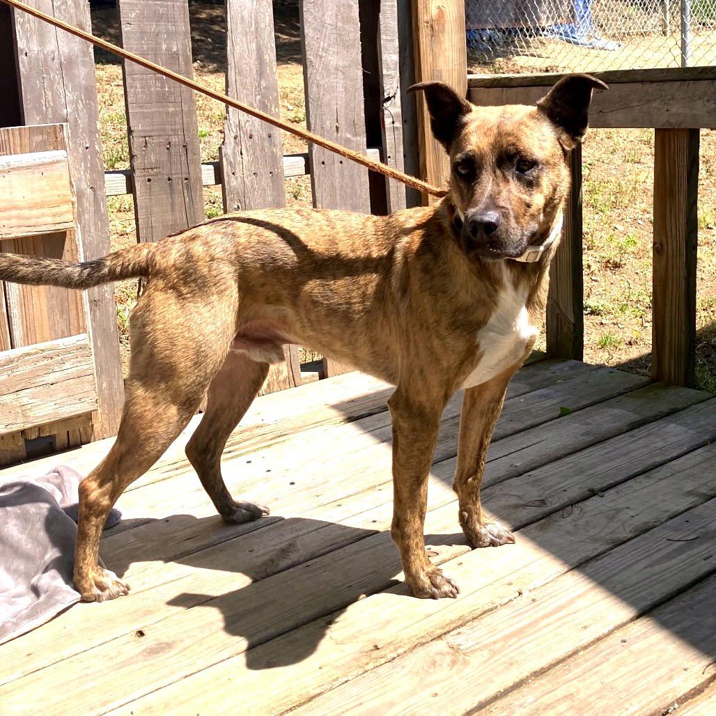 Chitlin, a Adoptable mixed breed in Pulaski, TN image 3/6