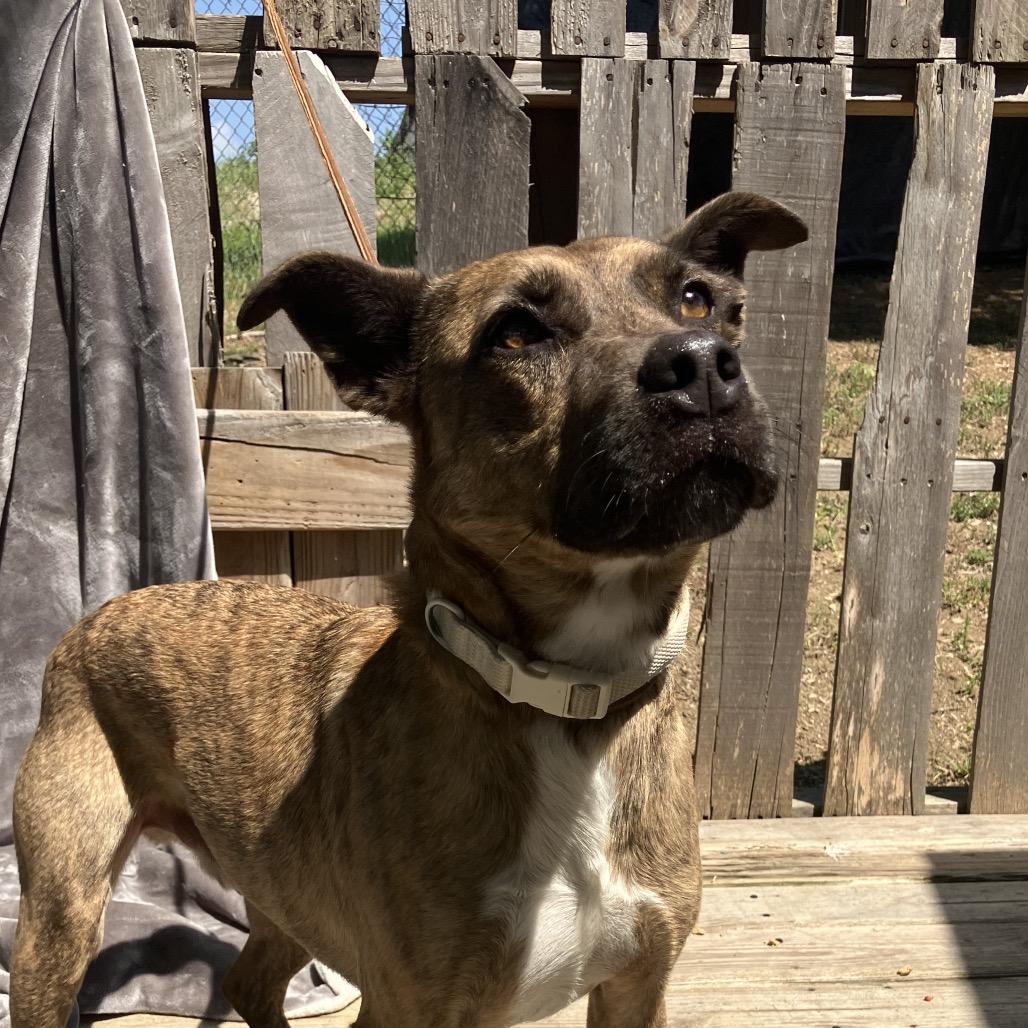 Chitlin, a Adoptable mixed breed in Pulaski, TN image 4/6
