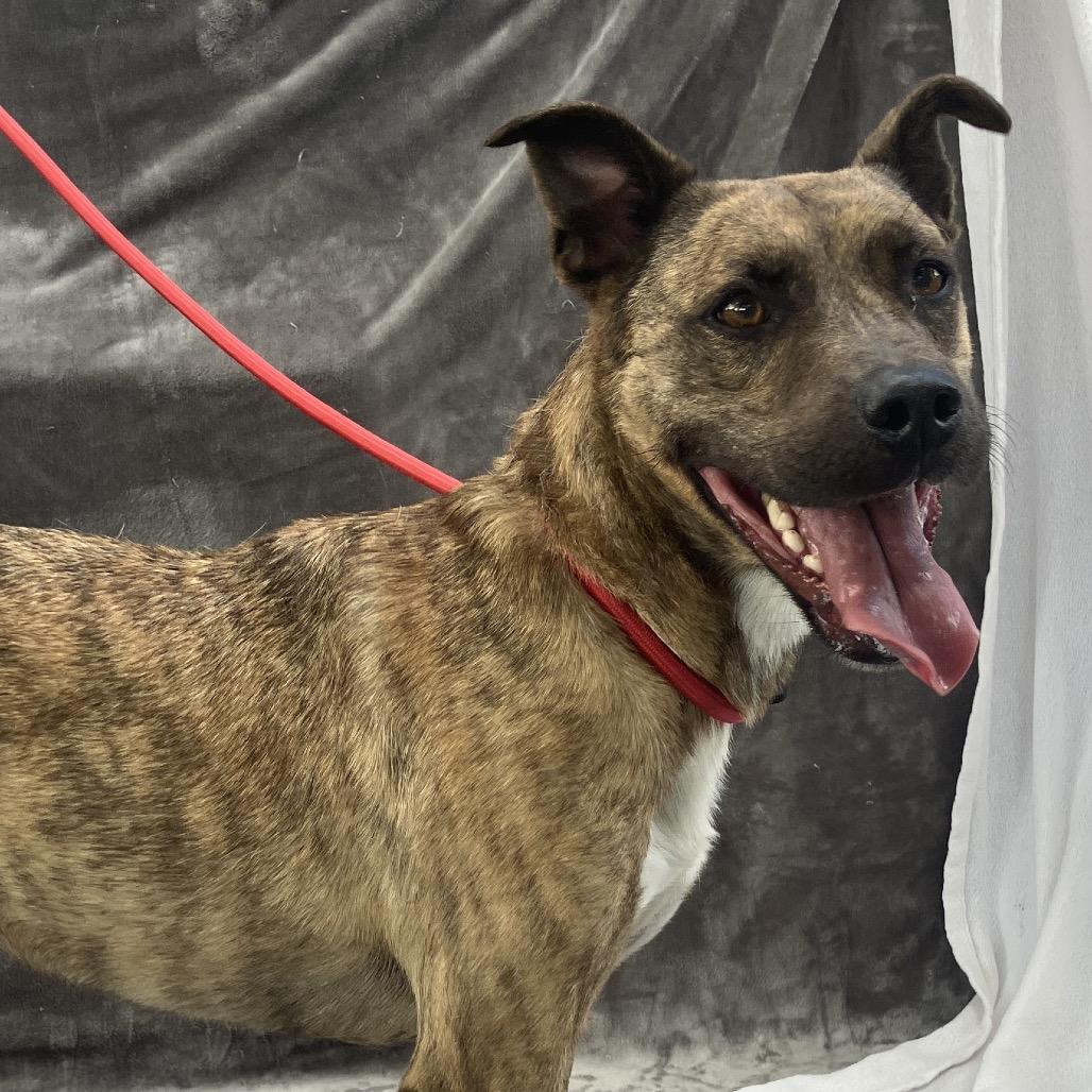 Chitlin, a Adoptable mixed breed in Pulaski, TN image 6/6