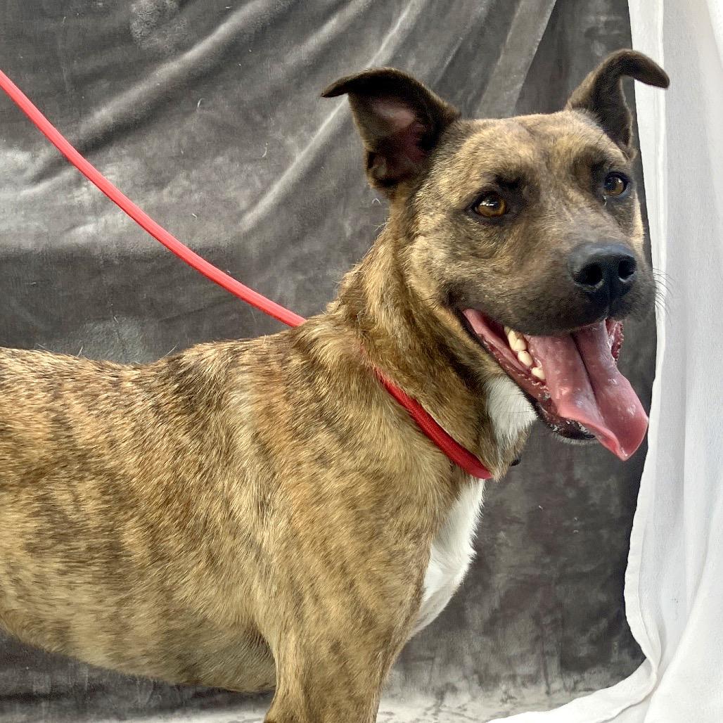 Chitlin, a Adoptable mixed breed in Pulaski, TN image 4/6