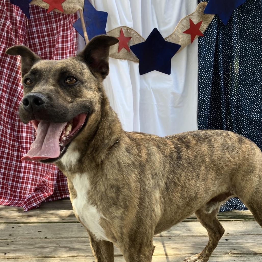 Chitlin, a Adoptable mixed breed in Pulaski, TN image 5/6