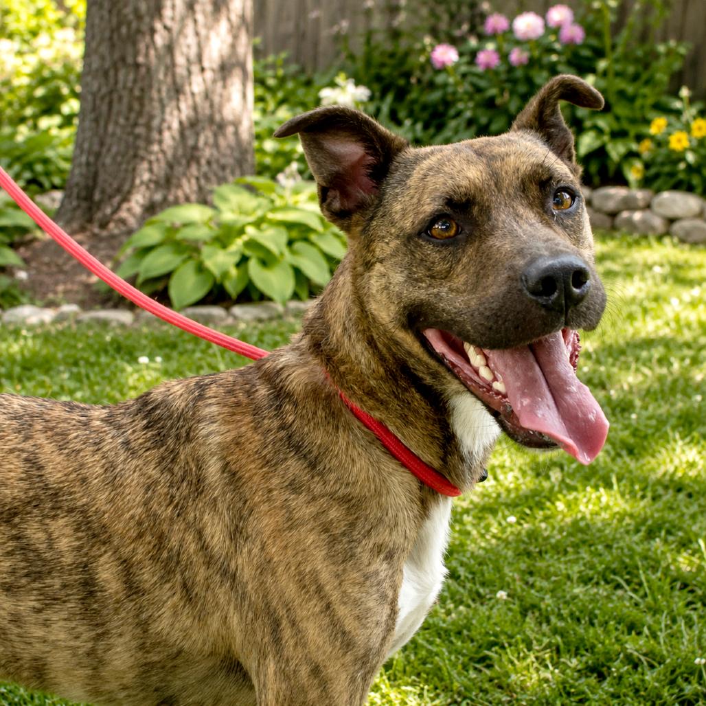 Chitlin, a Adoptable mixed breed in Pulaski, TN image 6/6