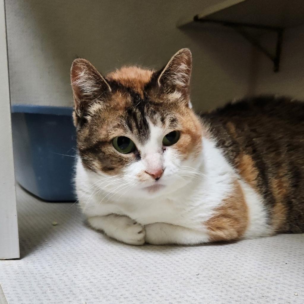 Daisy, Adoptable, Adult Female Domestic Short Hair.