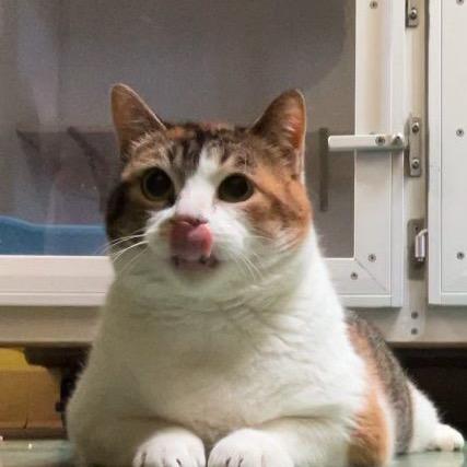 Enlarge Daisy, a Adoptable Domestic Short Hair in Houston, TX image 2/3