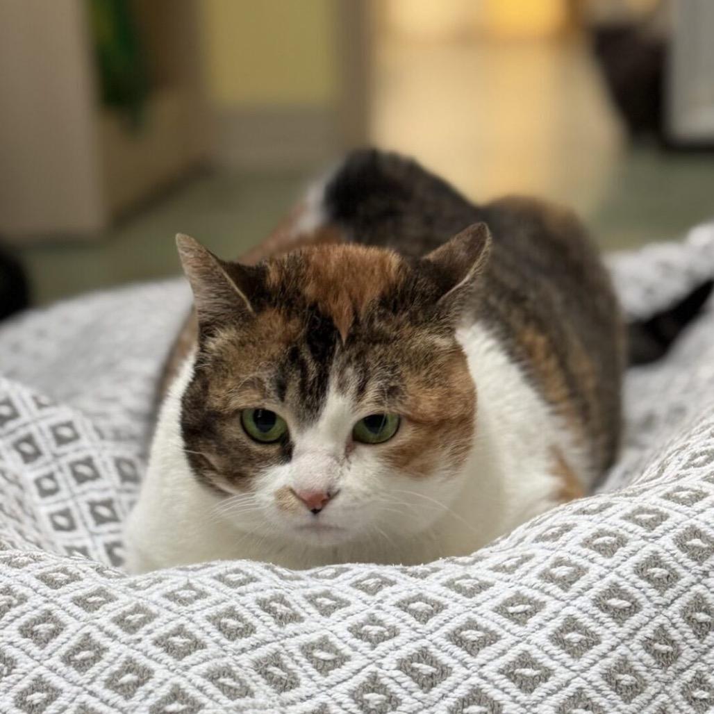 Enlarge Daisy, a Adoptable Domestic Short Hair in Houston, TX image 3/3