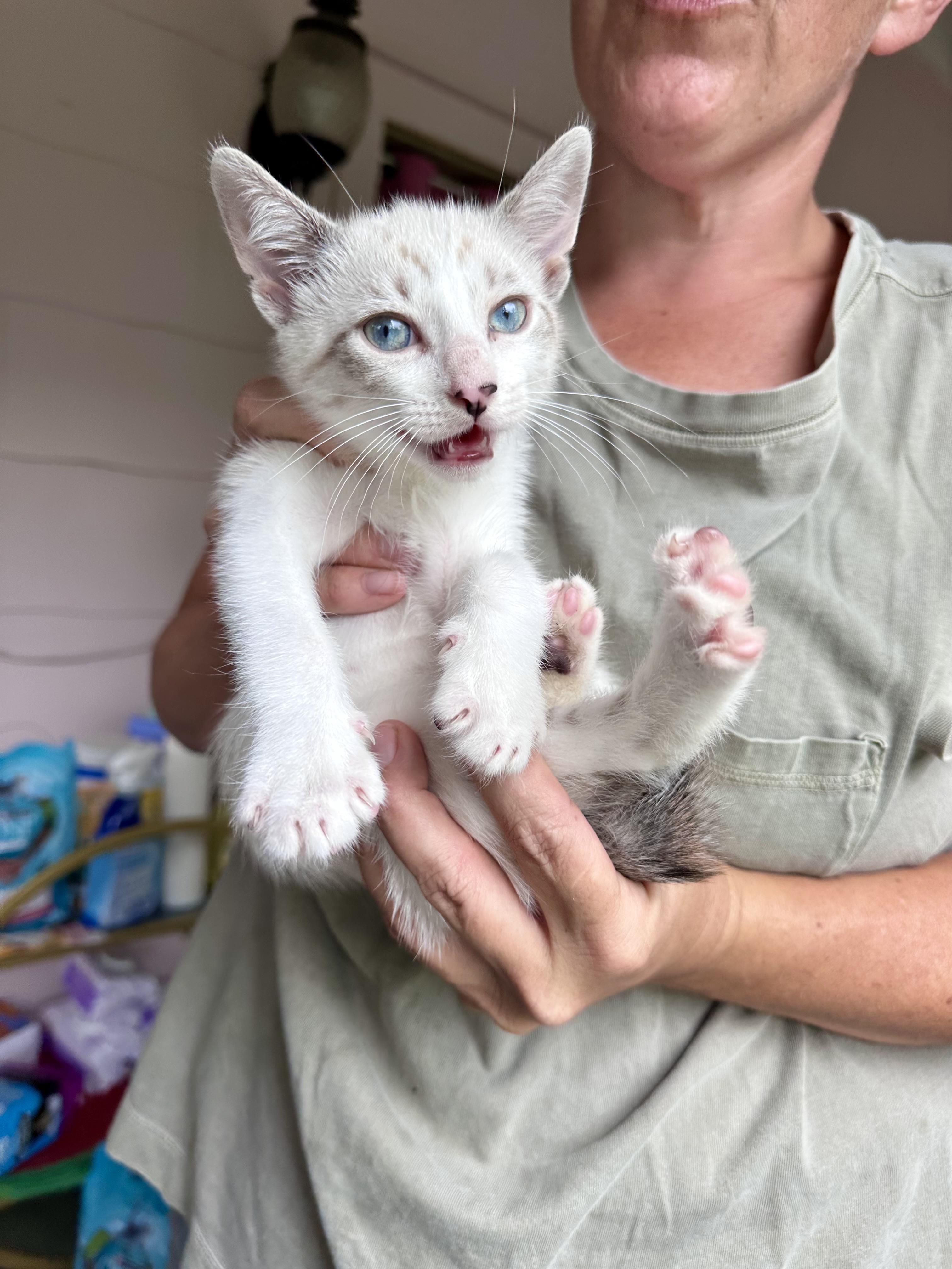 Butterscotch, Adopted, Kitten Male American Shorthair.