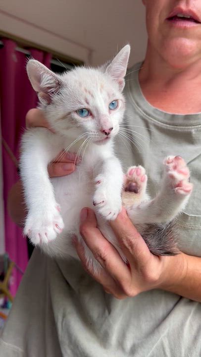 Enlarge Butterscotch, a Adopted American Shorthair in Wallkill, NY video 2/3
