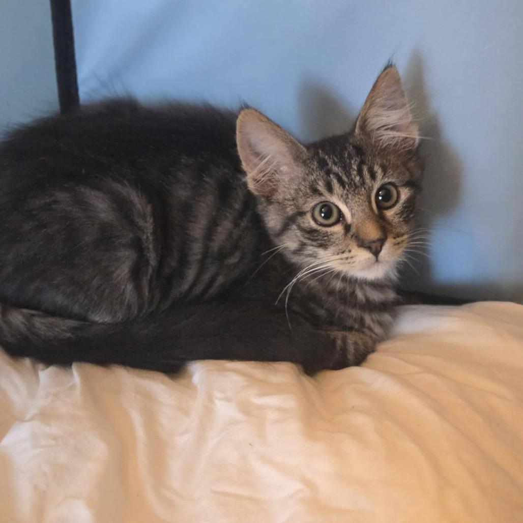 Jolteon, Adoptable, Young Male Domestic Medium Hair.