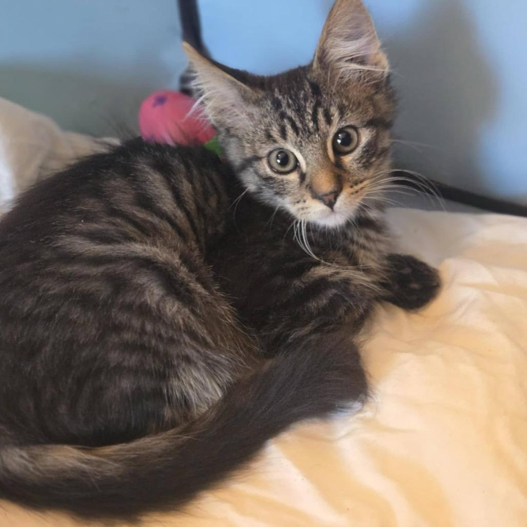 Enlarge Jolteon, a Adoptable Domestic Medium Hair in Suisun City, CA image 1/6