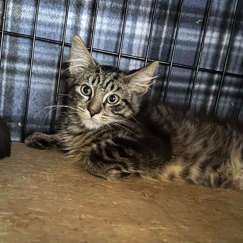 Enlarge Jolteon, a Adoptable Domestic Medium Hair in Suisun City, CA image 2/6