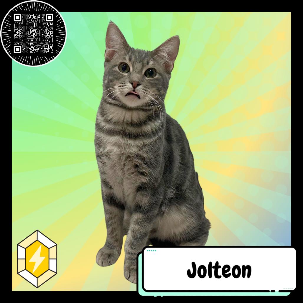 Jolteon, a Adoptable Domestic Medium Hair in Suisun City, CA image 4/6