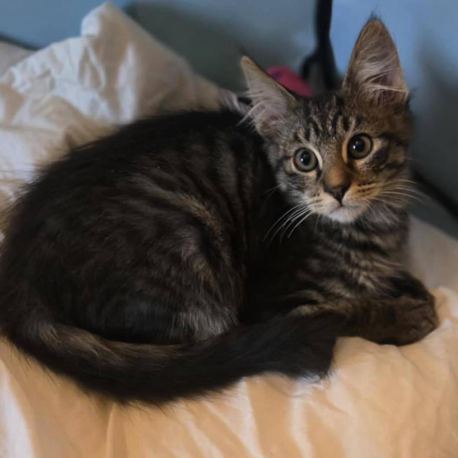 Enlarge Jolteon, a Adoptable Domestic Medium Hair in Suisun City, CA image 6/6