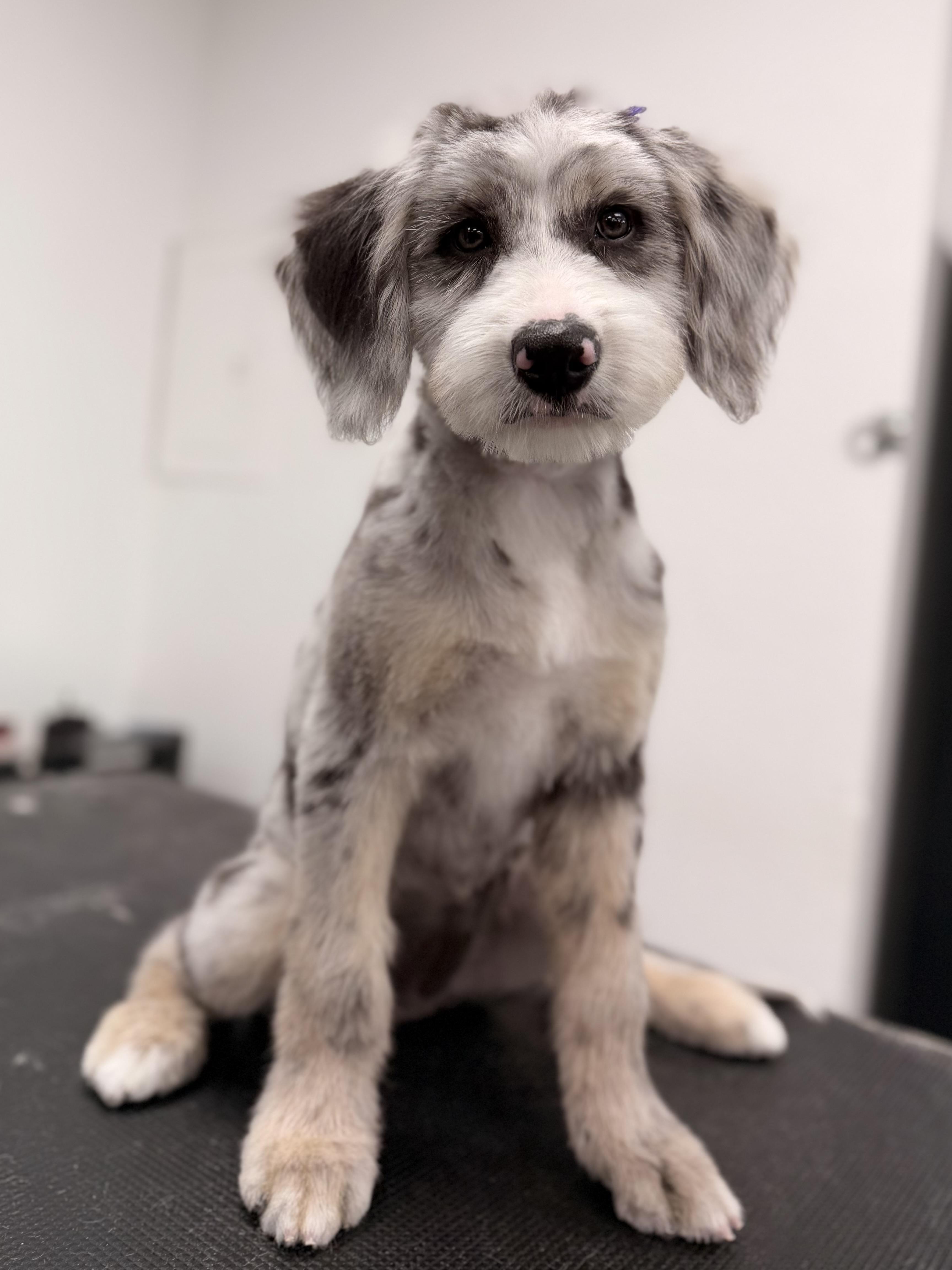 Enlarge Cascille, a Adopted mixed breed in ontario, CA image 2/6