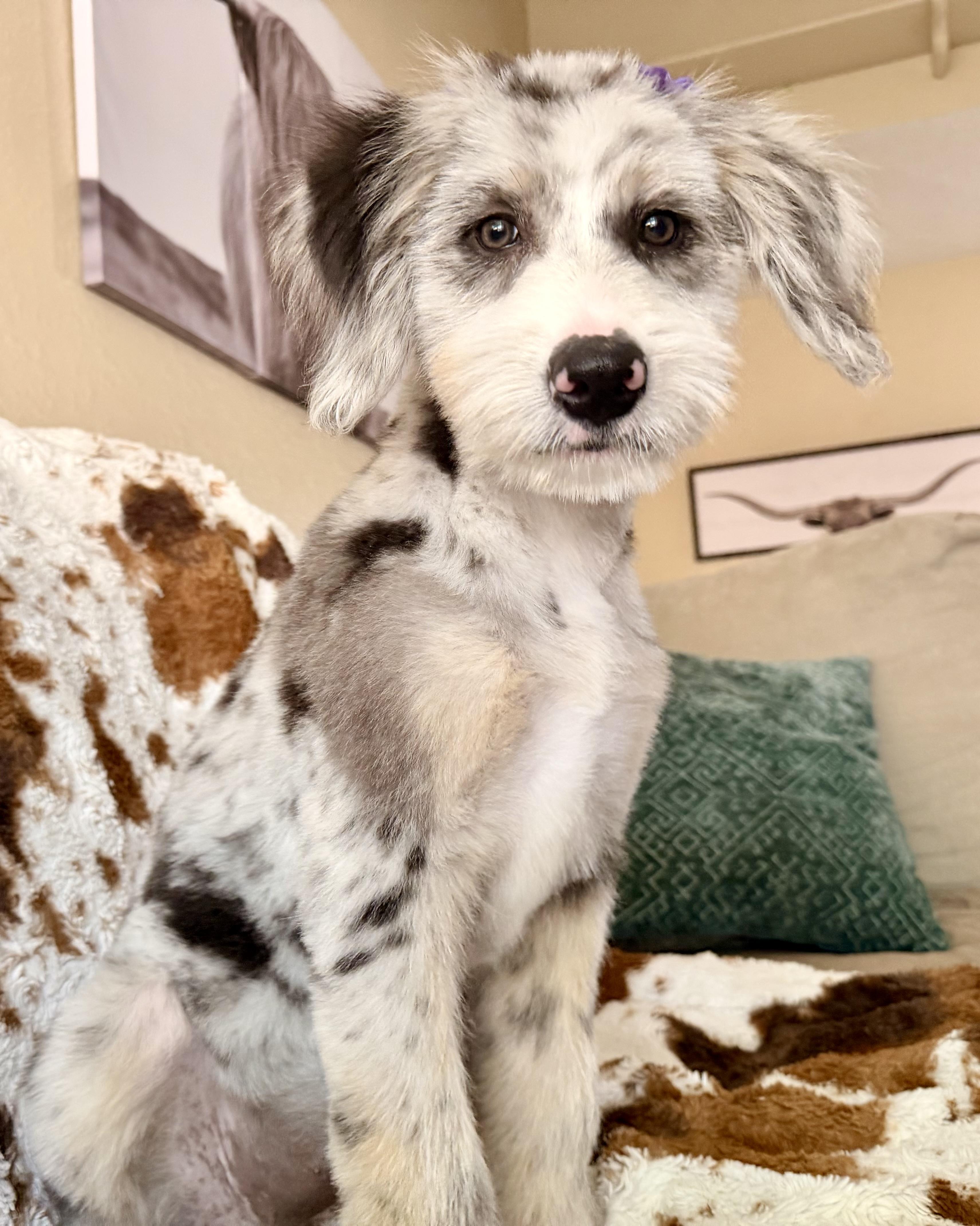 Enlarge Cascille, a Adopted mixed breed in ontario, CA image 5/6