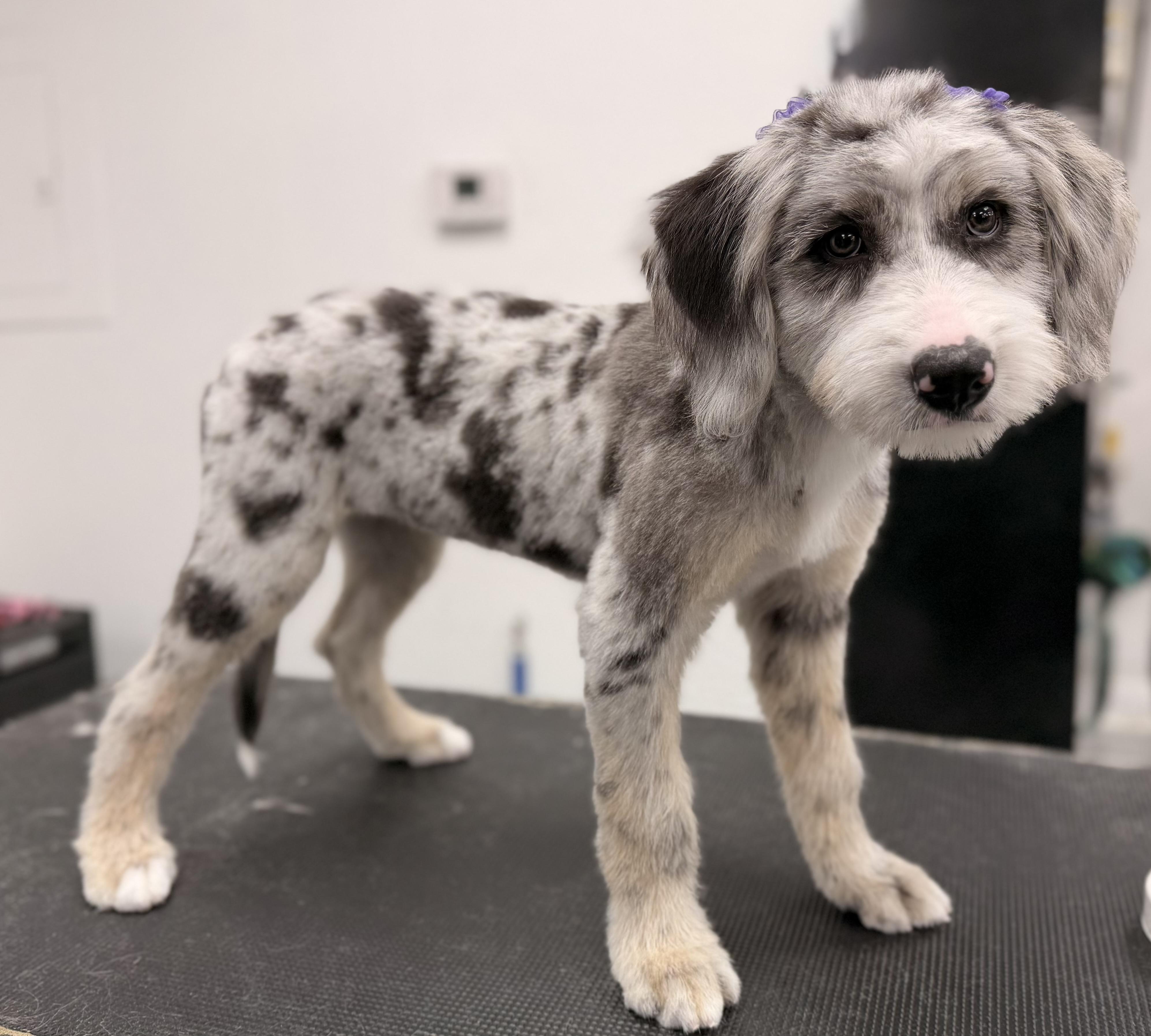 Enlarge Cascille, a Adopted mixed breed in ontario, CA image 3/6