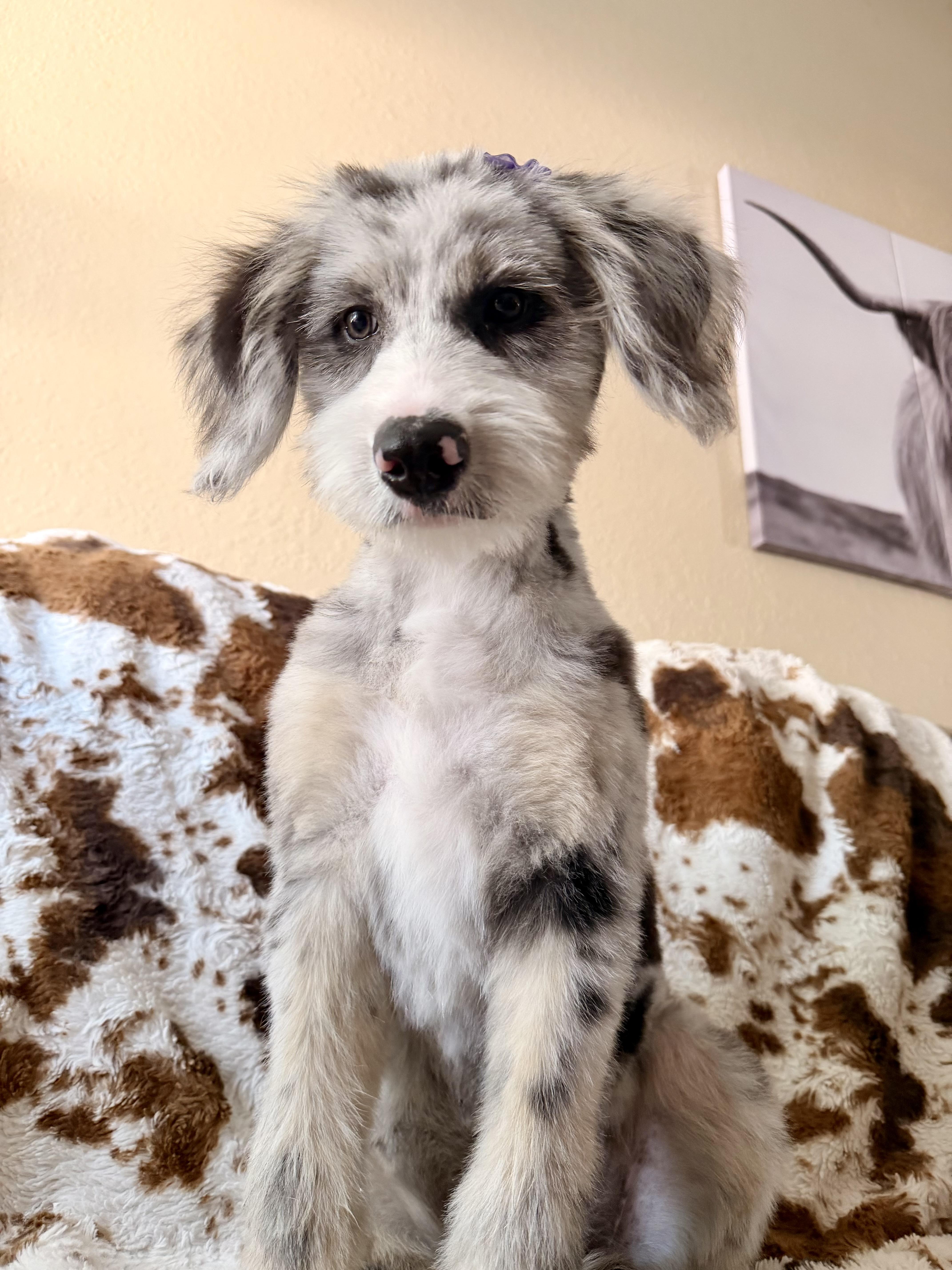 Enlarge Cascille, a Adopted mixed breed in ontario, CA image 6/6