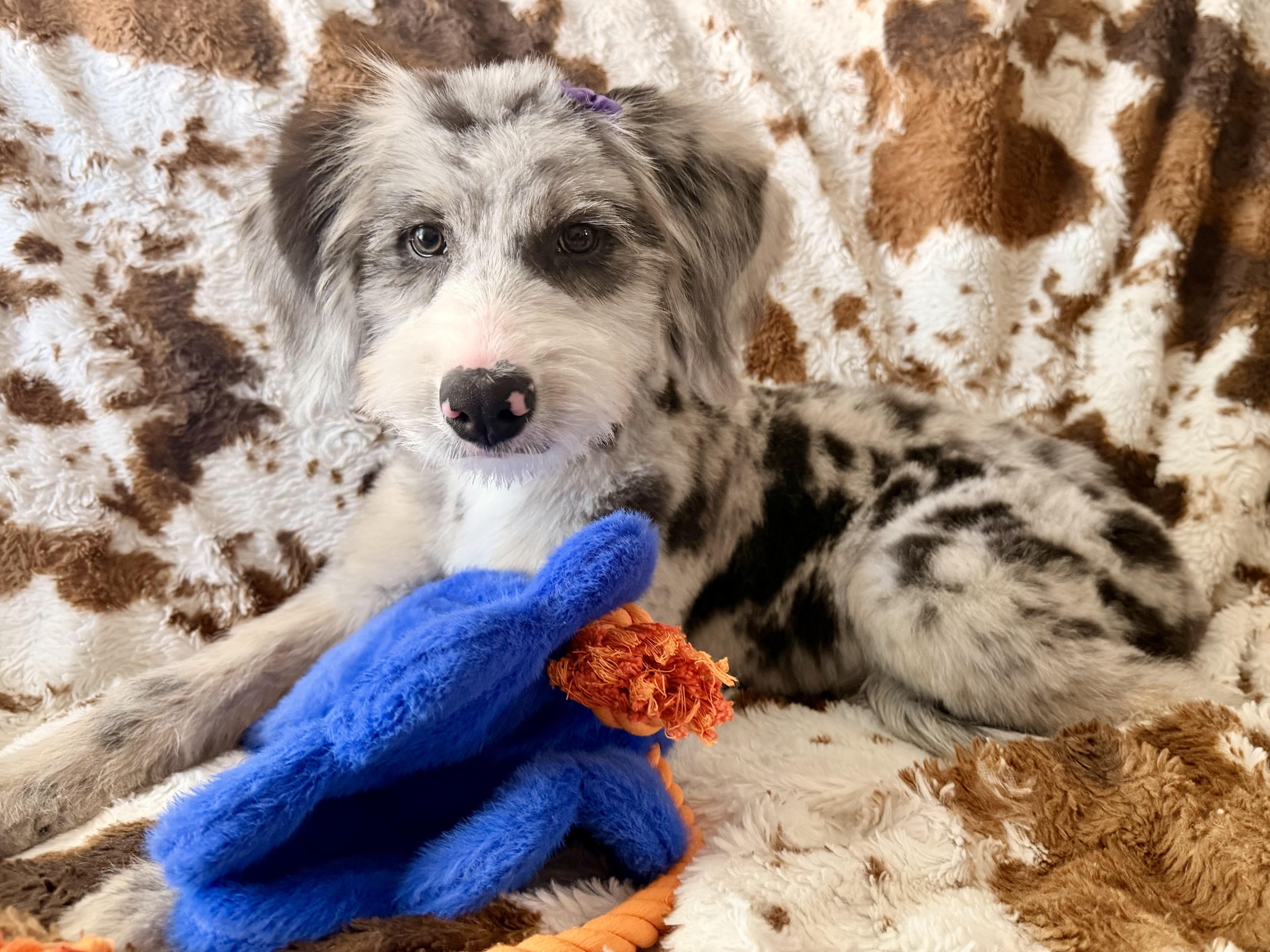 Enlarge Cascille, a Adopted mixed breed in ontario, CA image 4/6
