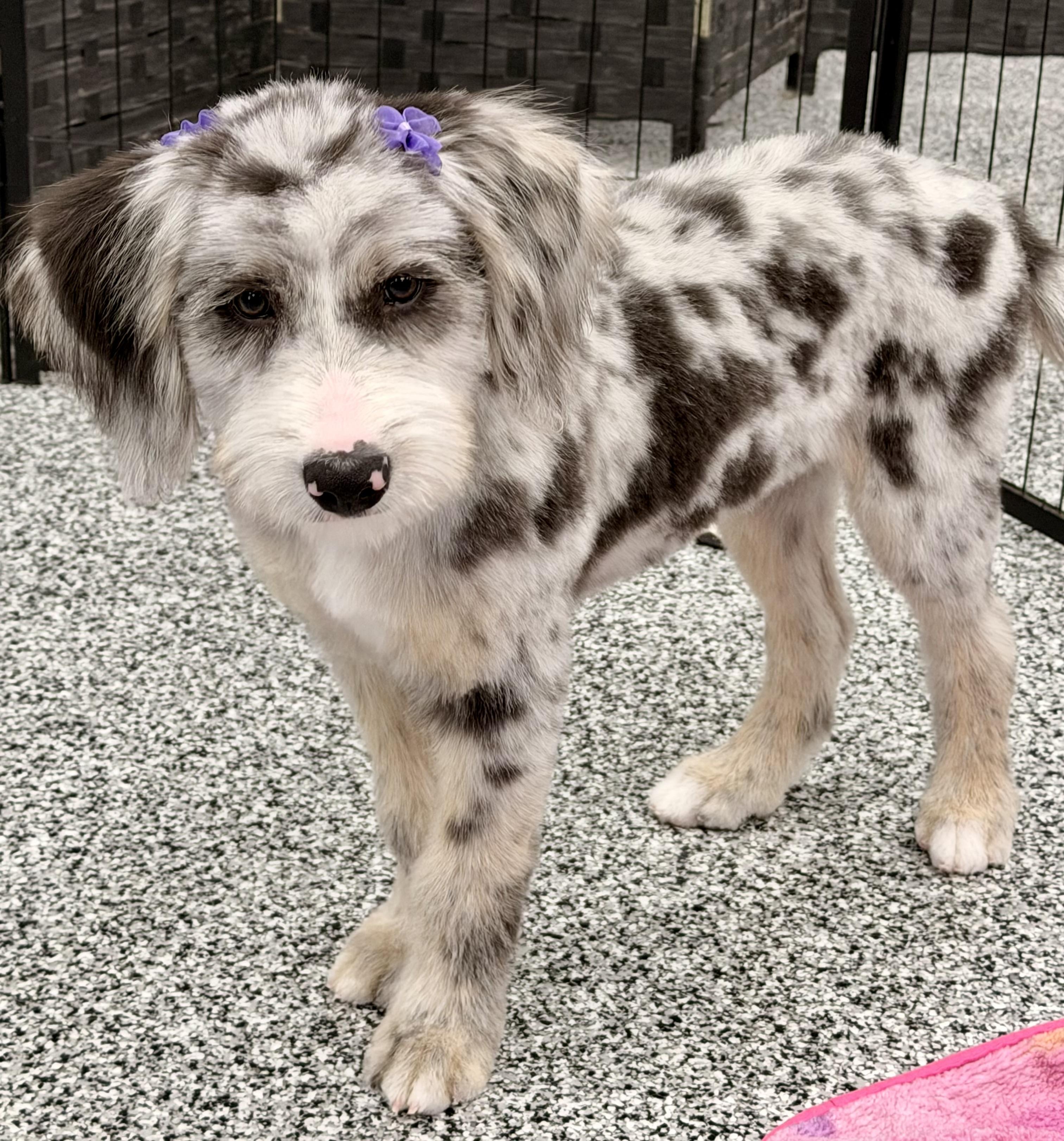 Enlarge Cascille, a Adopted mixed breed in ontario, CA image 1/6