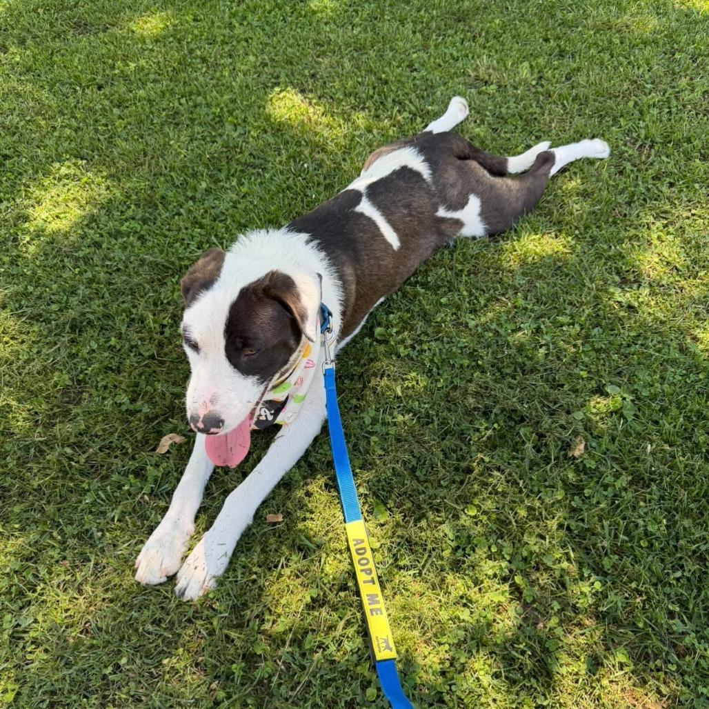 Enlarge Franklin, a Adoptable mixed breed in Nashville, TN image 1/6