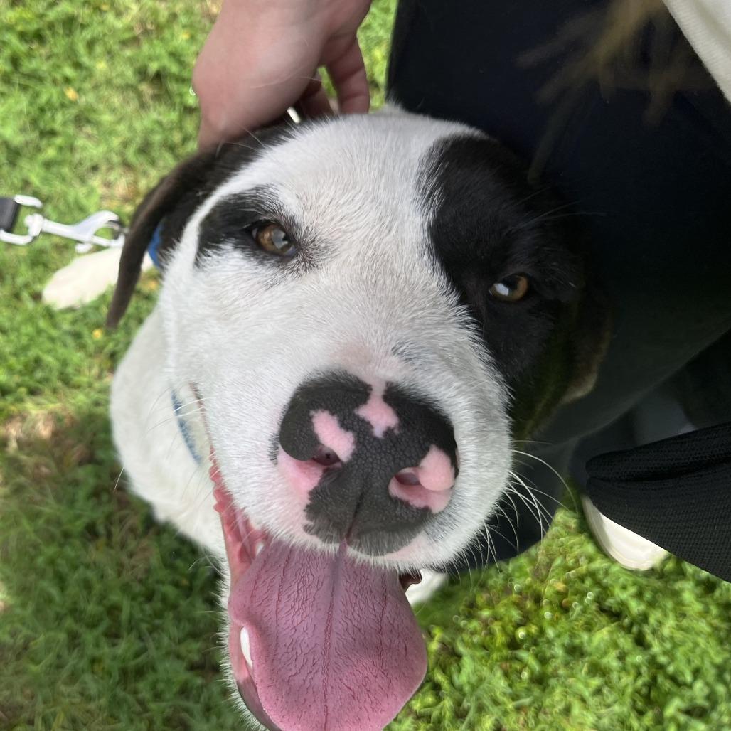 Enlarge Franklin, a Adoptable mixed breed in Nashville, TN image 2/6