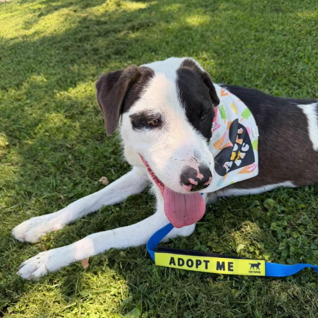 Enlarge Franklin, a Adoptable mixed breed in Nashville, TN image 3/6