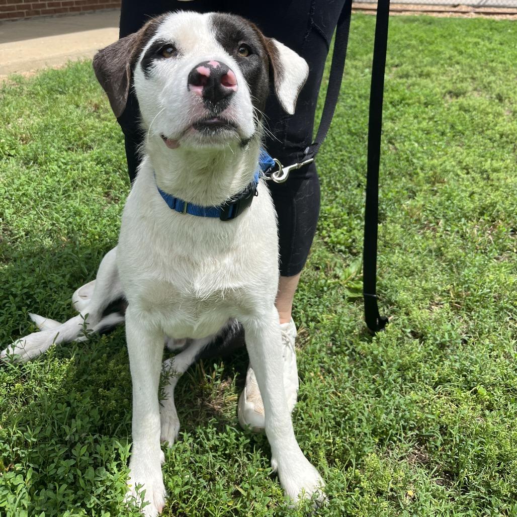 Enlarge Franklin, a Adoptable mixed breed in Nashville, TN image 4/6