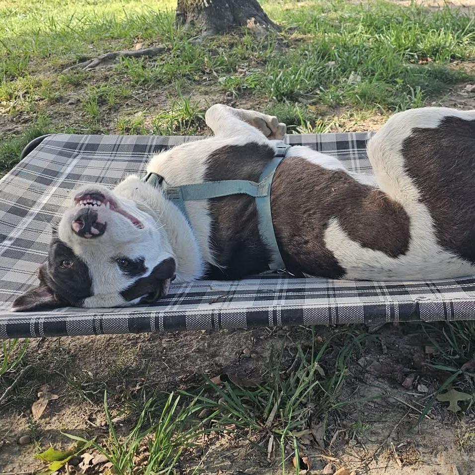 Enlarge Franklin, a Adoptable mixed breed in Nashville, TN image 5/6