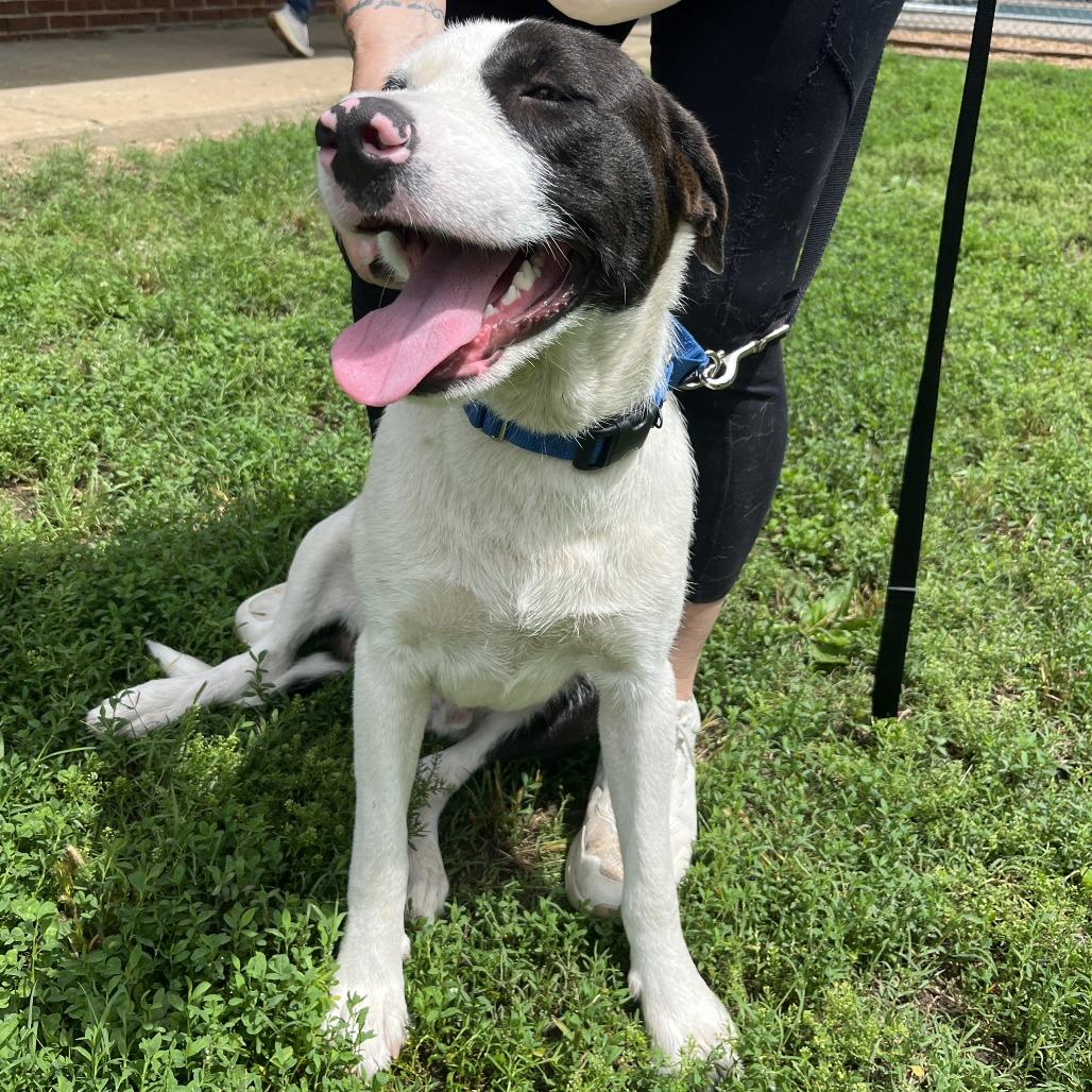 Enlarge Franklin, a Adoptable mixed breed in Nashville, TN image 6/6