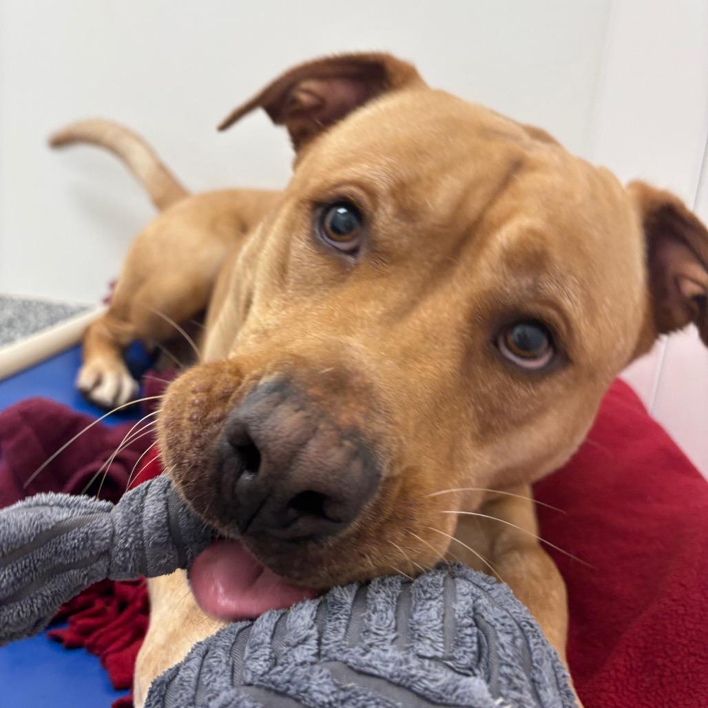 Canyon, Adoptable, Adult Male Labrador Retriever & Mixed Breed.