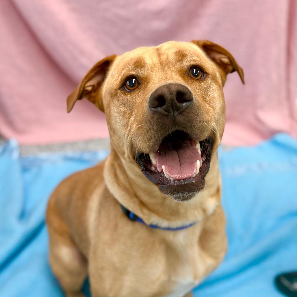 Enlarge Canyon, a Adoptable mixed breed in Brookfield, WI image 2/6