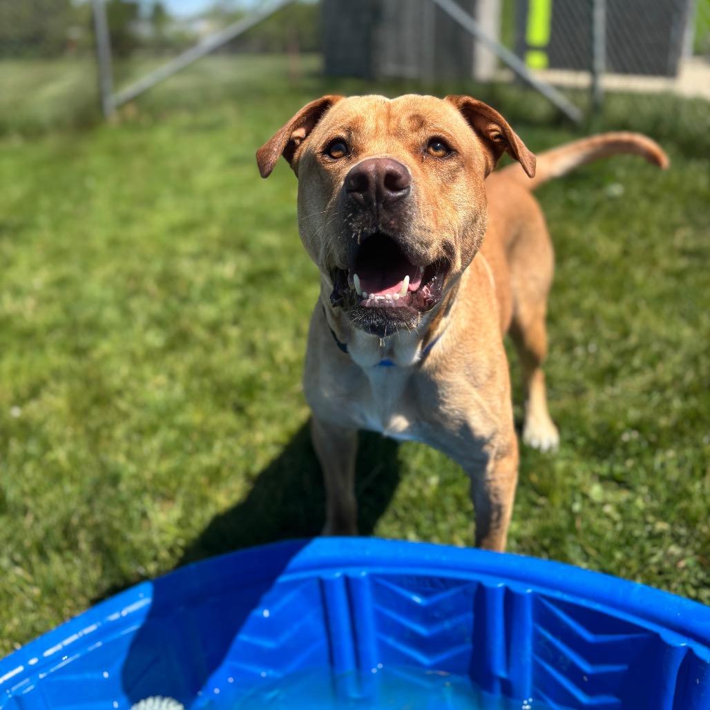 Canyon, a Adoptable mixed breed in Brookfield, WI image 2/6