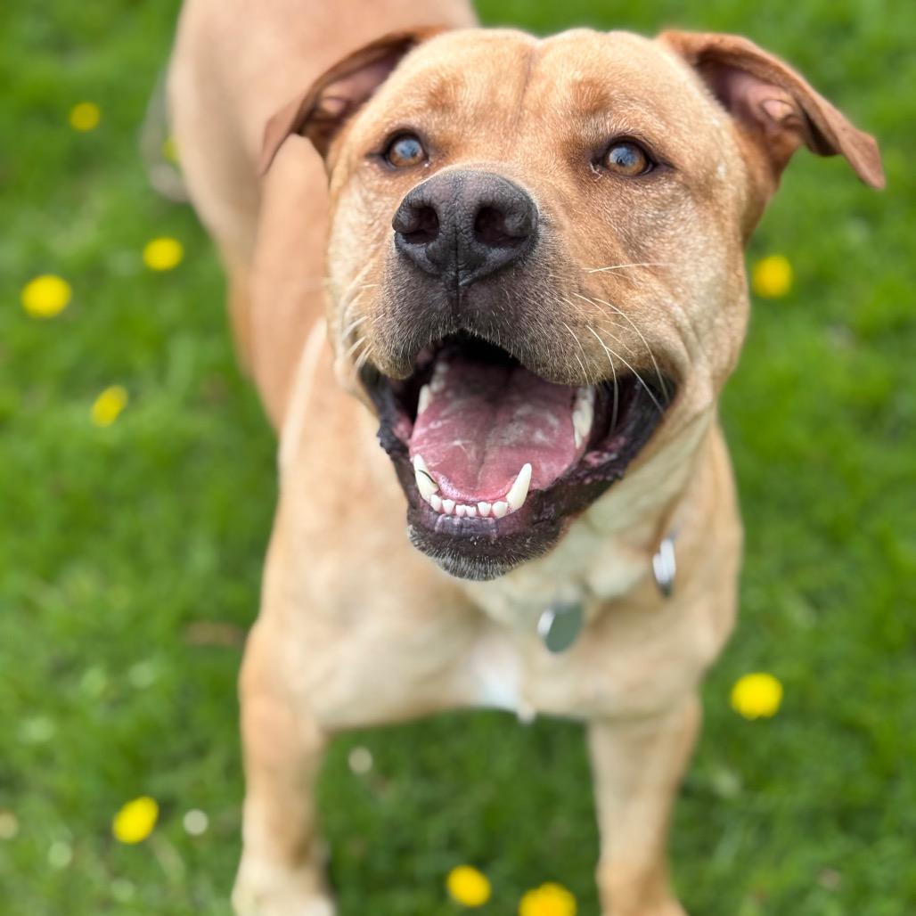 Enlarge Canyon, a Adoptable mixed breed in Brookfield, WI image 3/6