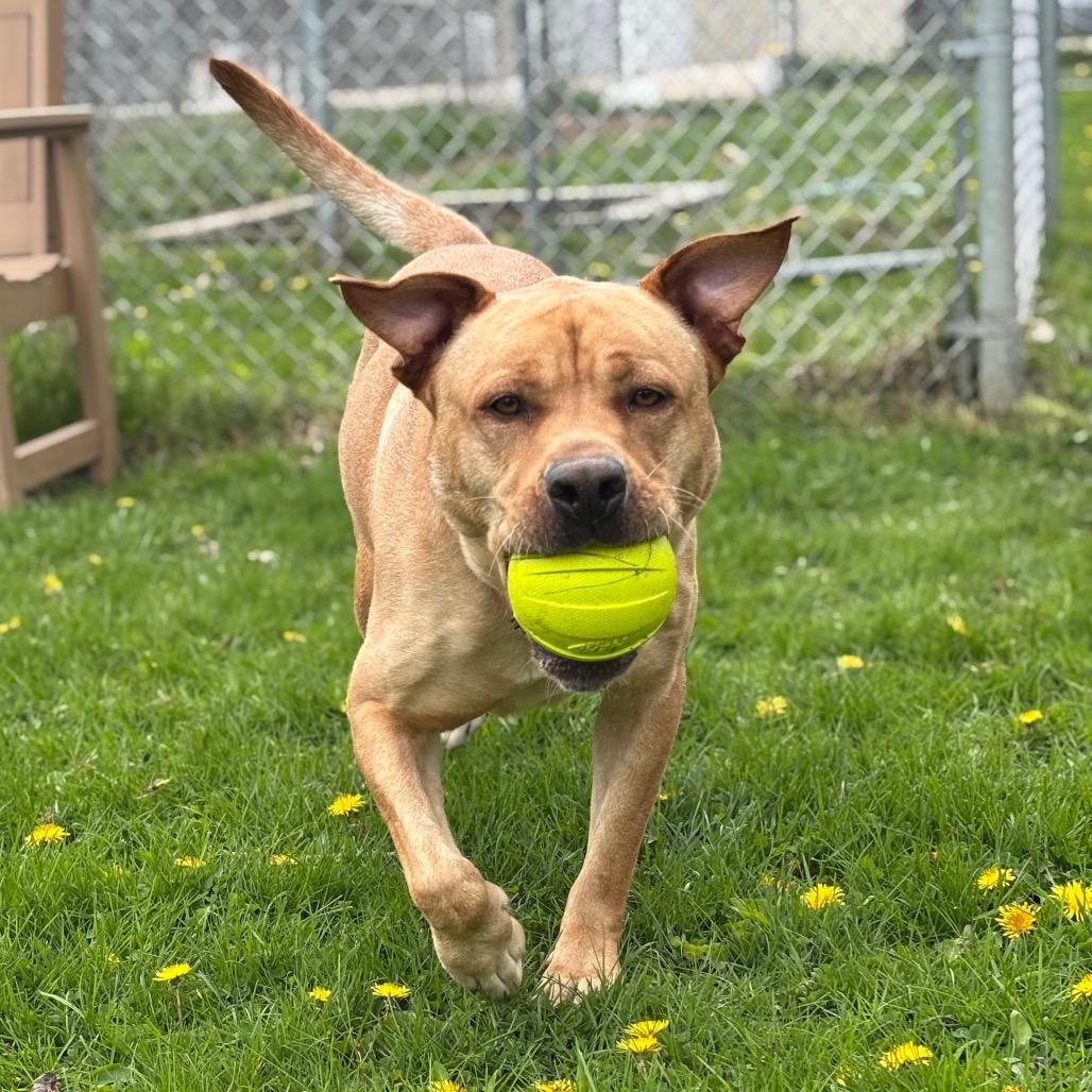 Enlarge Canyon, a Adoptable mixed breed in Brookfield, WI image 4/6