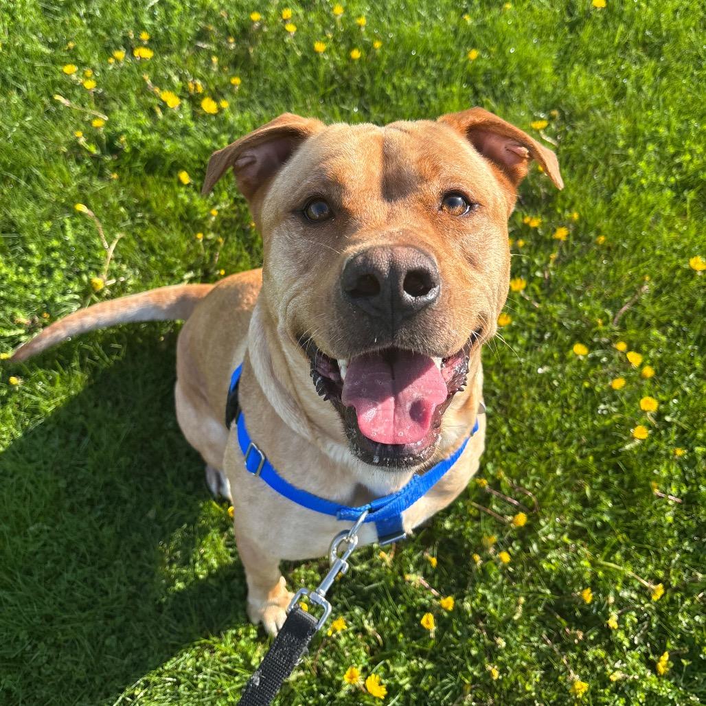 Enlarge Canyon, a Adoptable mixed breed in Brookfield, WI image 5/6