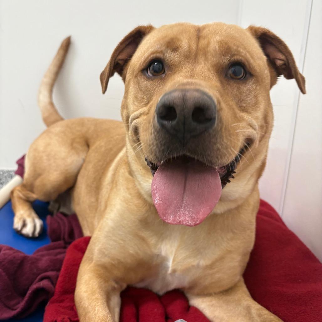 Enlarge Canyon, a Adoptable mixed breed in Brookfield, WI image 6/6