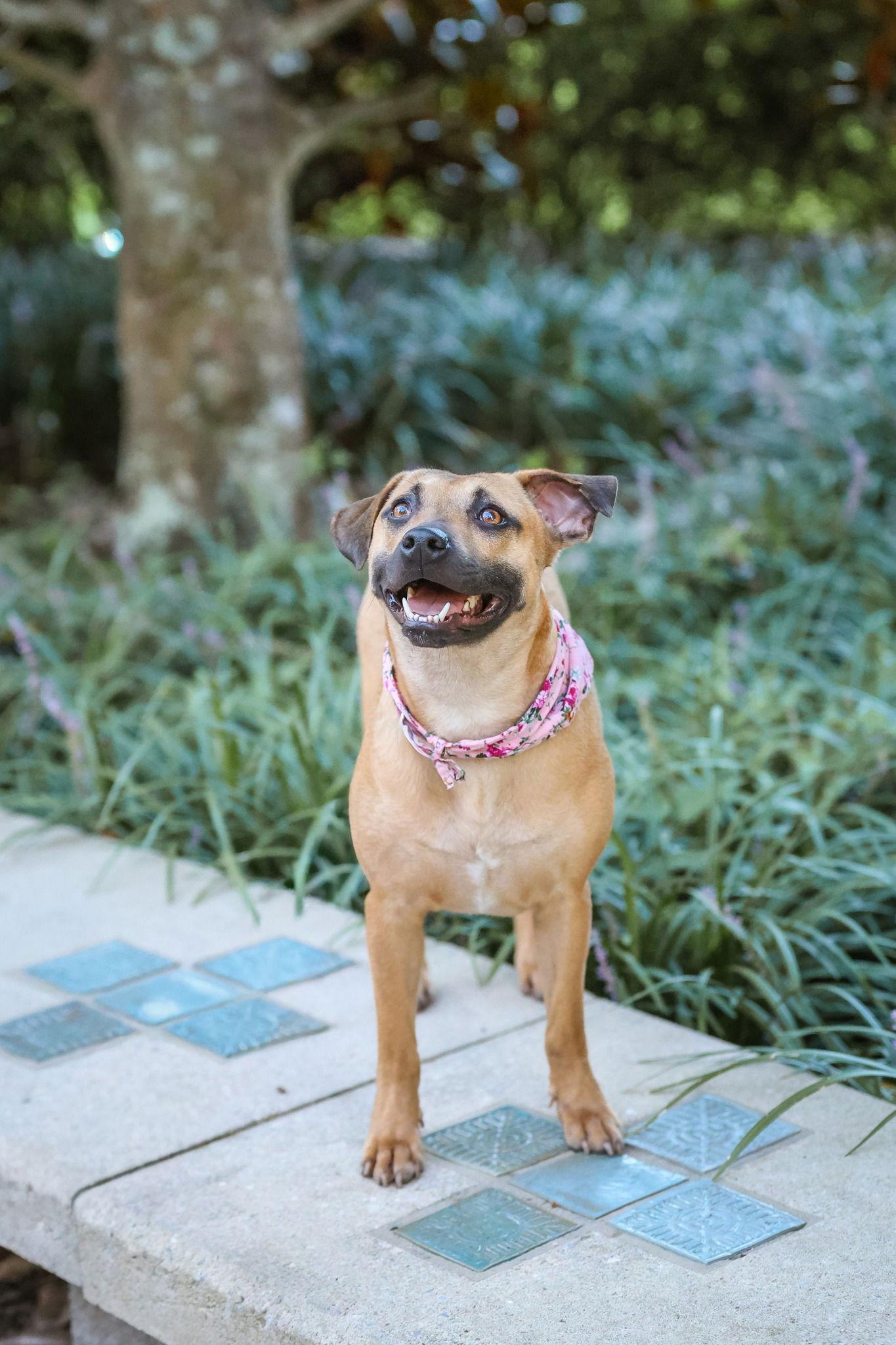 Starr, Adopted, Young Female Mixed Breed.