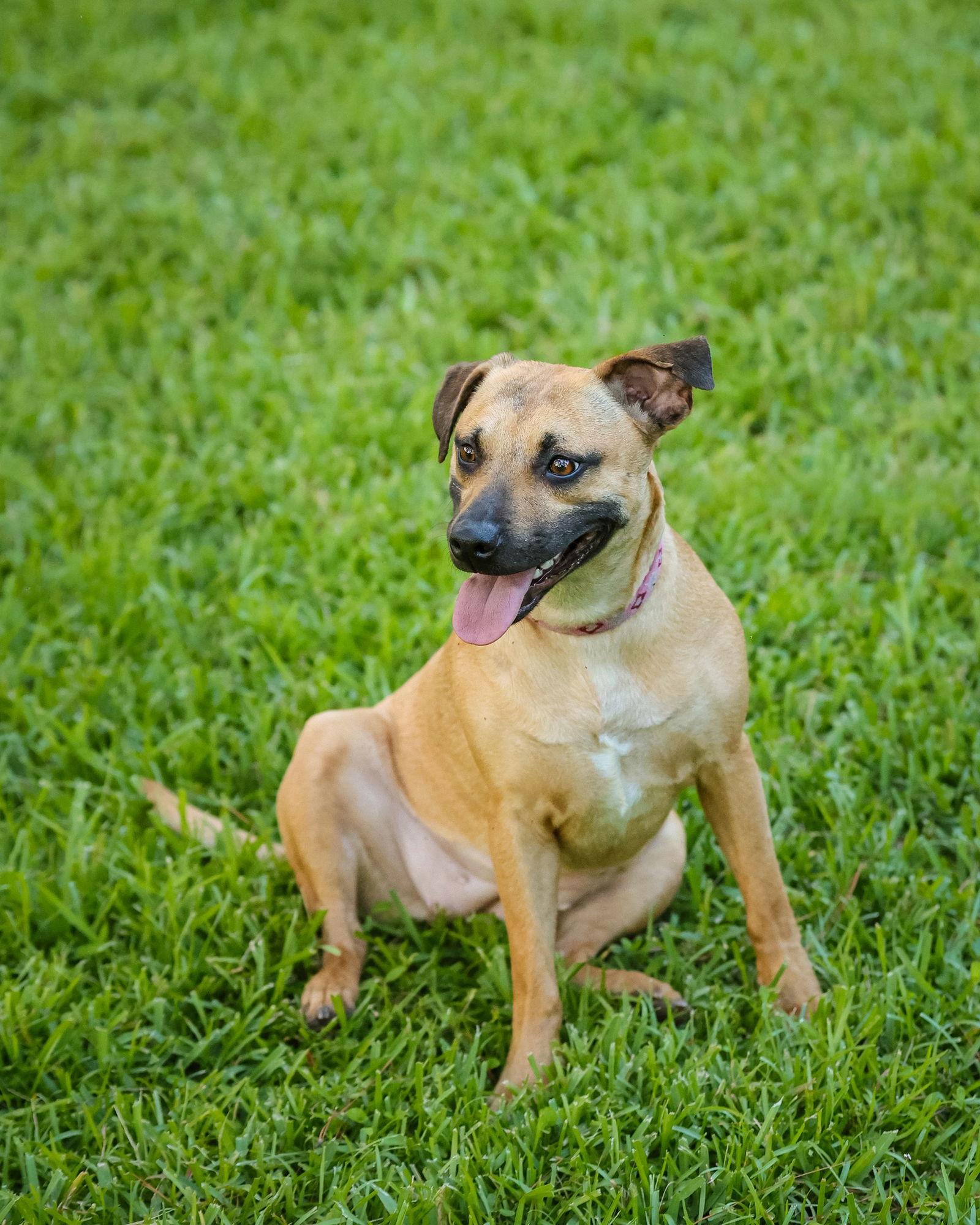 Enlarge Starr, a Adopted Mixed Breed in Gainesville, FL image 2/3