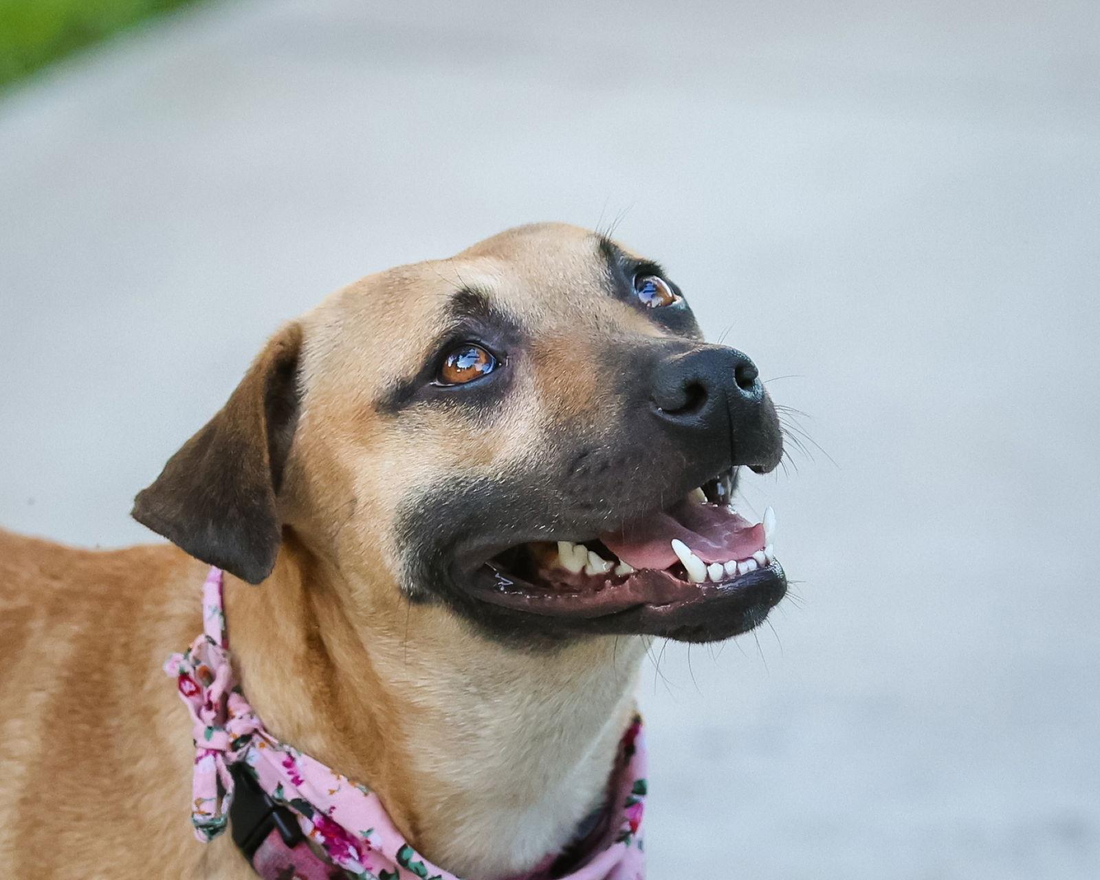 Enlarge Starr, a Adopted Mixed Breed in Gainesville, FL image 3/3