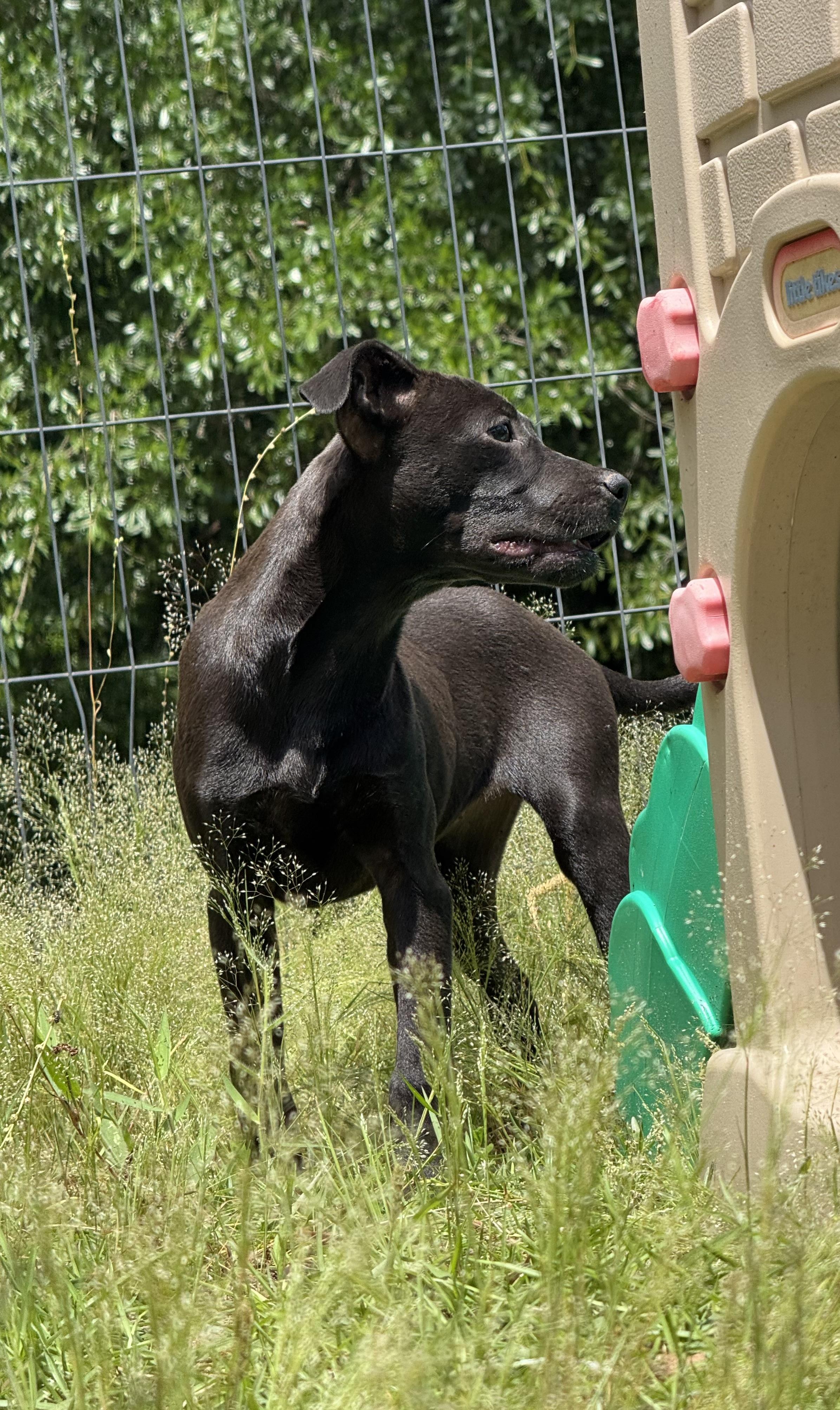 Enlarge ESPRESSO, a Adoptable mixed breed in Fosters, AL image 2/6
