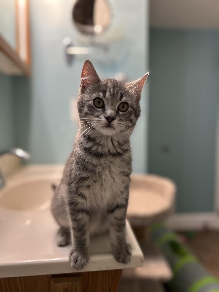 Enlarge Frosty, a Adoptable Domestic Short Hair in Stafford, VA image 2/4