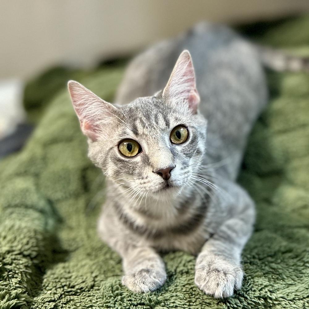 Enlarge Frosty, a Adoptable Domestic Short Hair in Stafford, VA image 3/4