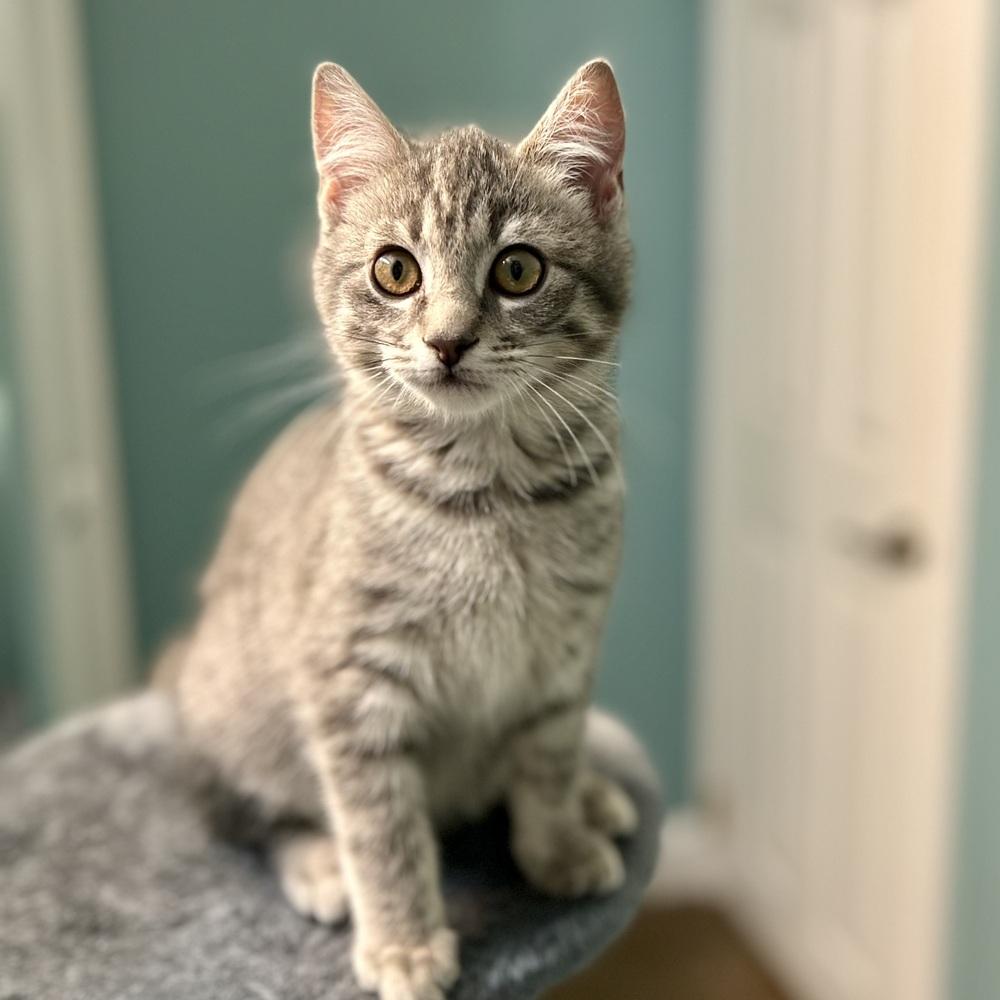 Enlarge Frosty, a Adoptable Domestic Short Hair in Stafford, VA image 4/4