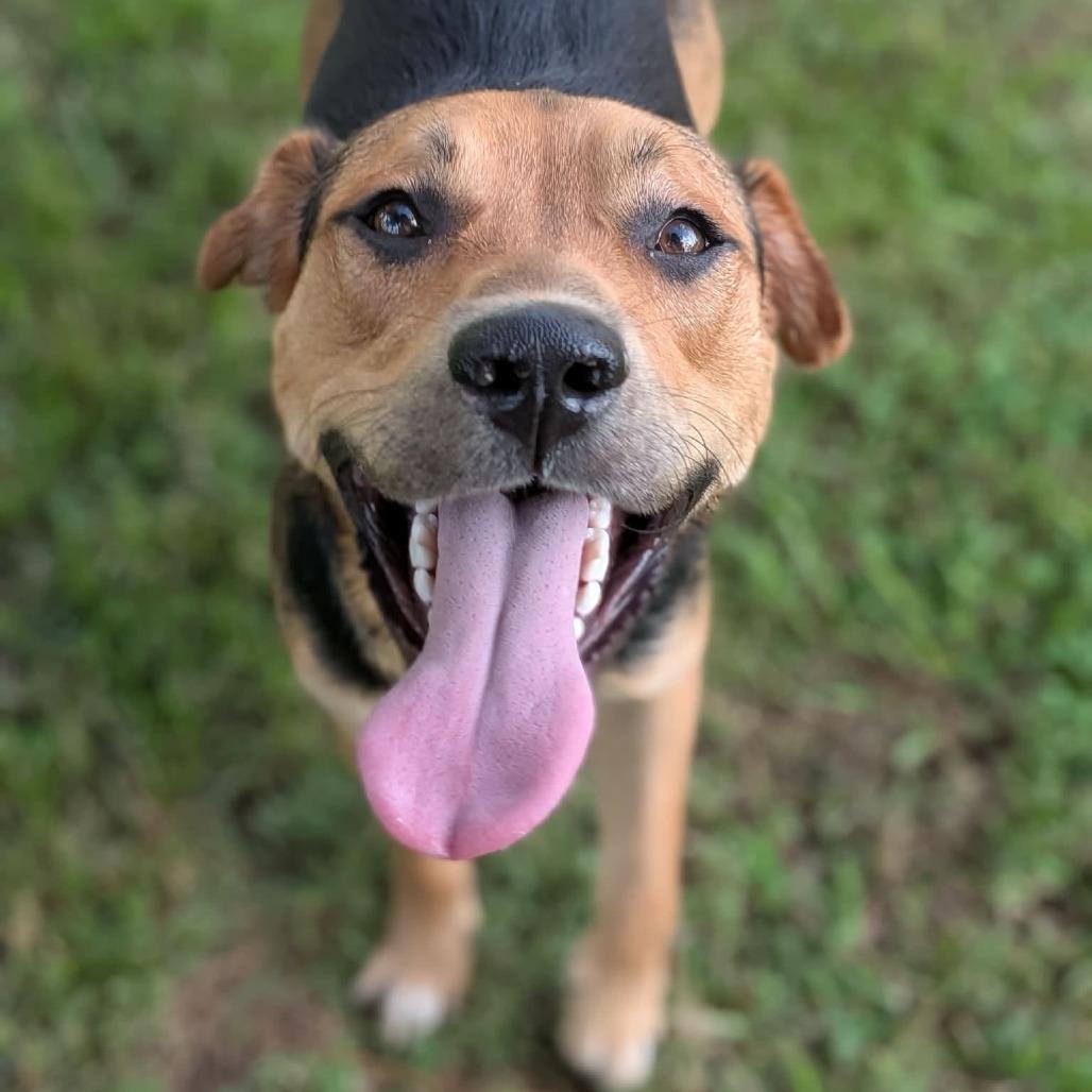 Enlarge Orecchiette "Oro", a Adoptable Mixed Breed in Zuni, VA image 1/1
