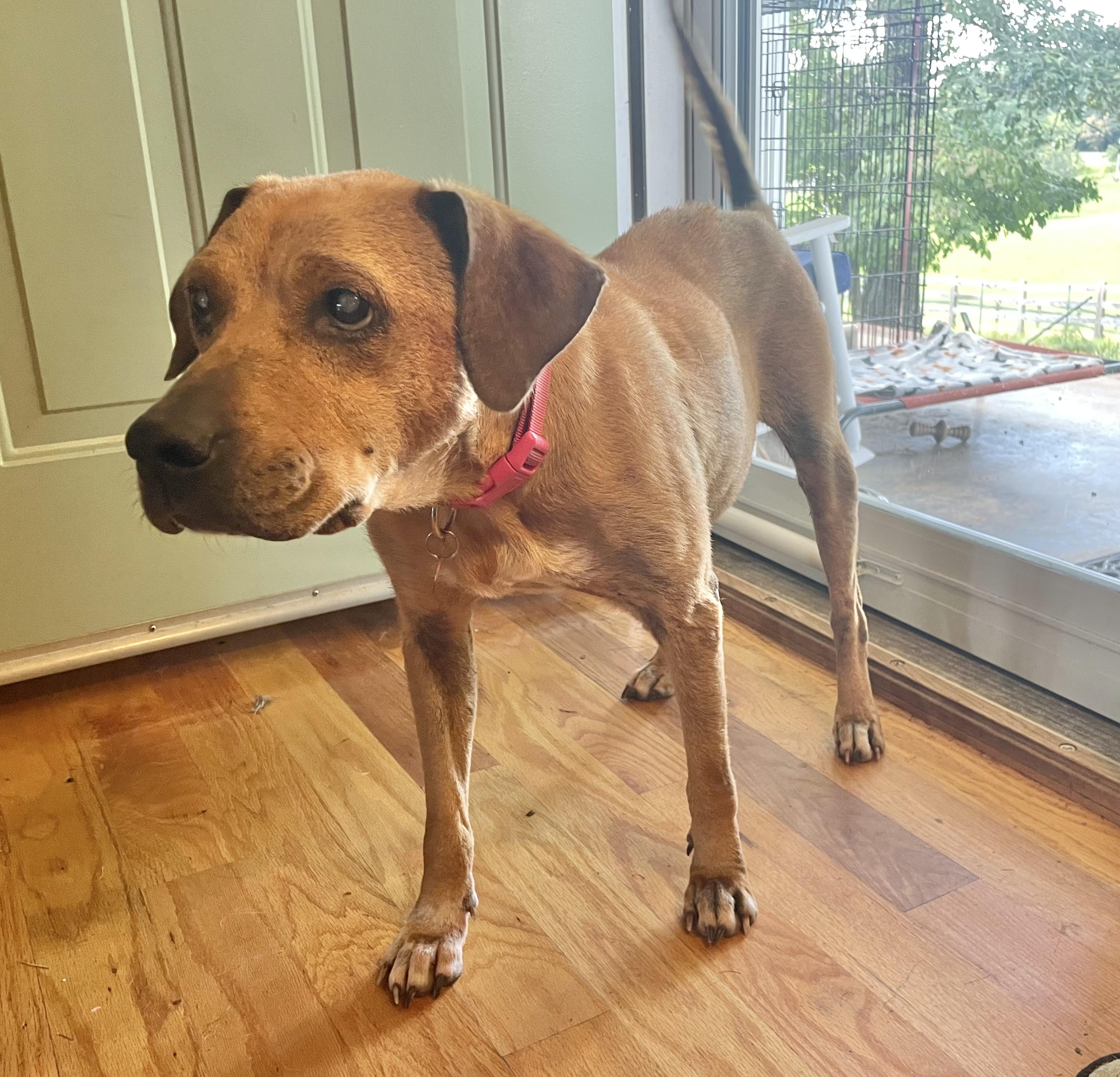 Enlarge Meg, a Adoptable Hound in Clarkesville, GA image 1/4