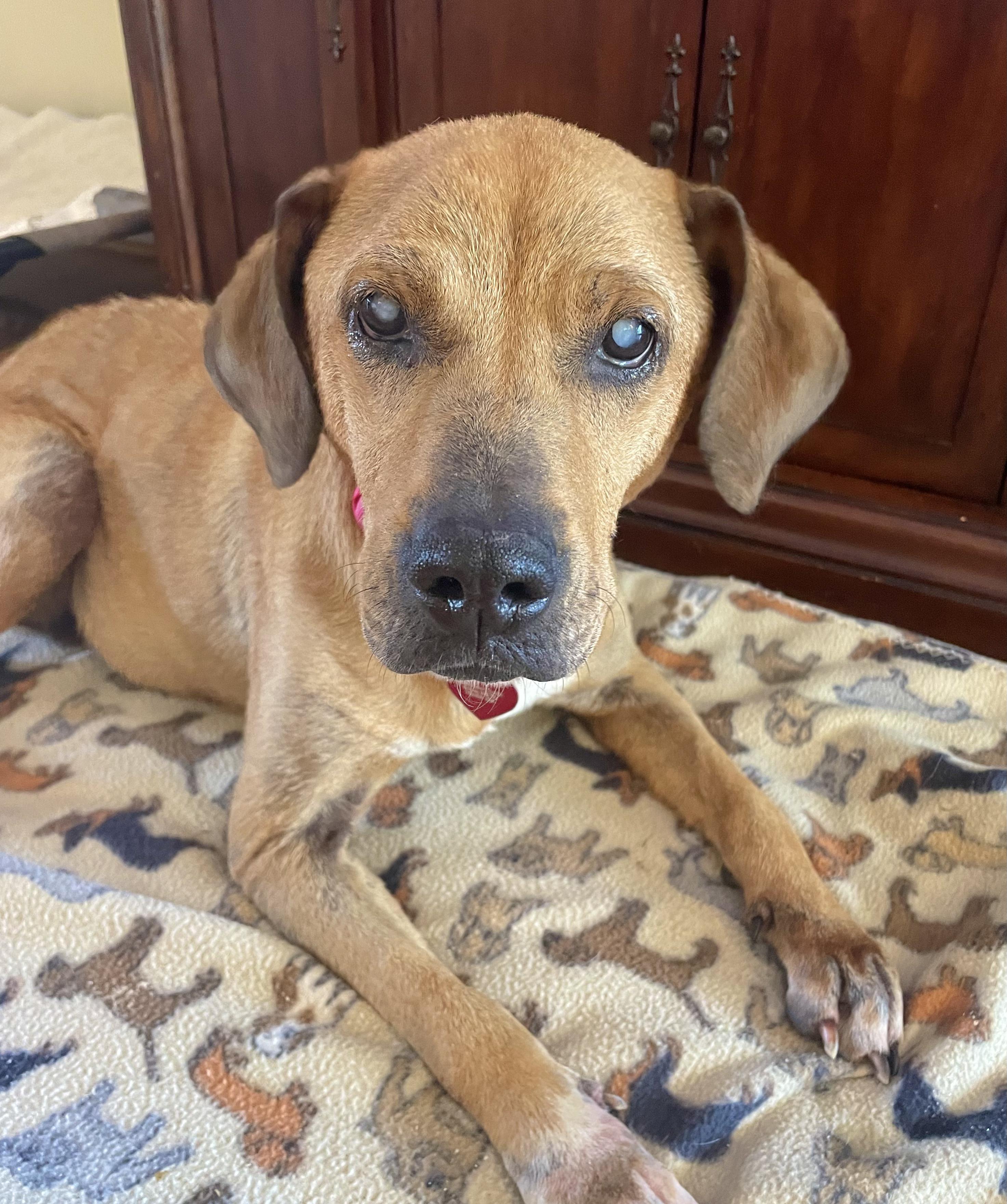 Enlarge Meg, a Adoptable Hound in Clarkesville, GA image 3/4