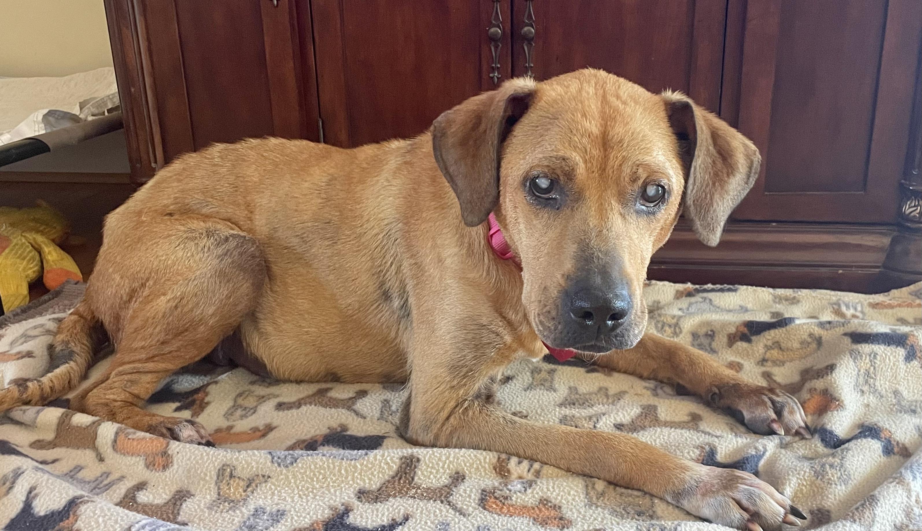 Enlarge Meg, a Adoptable Hound in Clarkesville, GA image 2/4
