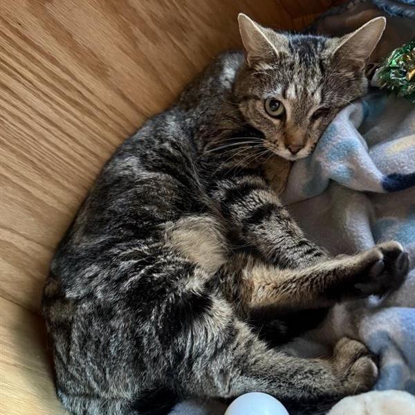 Enlarge Alley, a Adoptable Domestic Short Hair in Bentonville, AR image 1/3